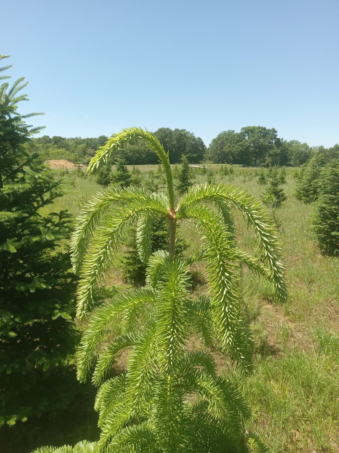 Drought stressed fraser fir